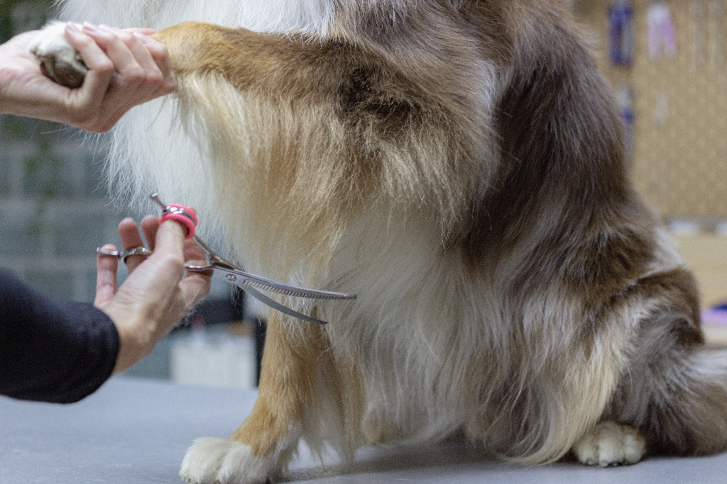 Detailaufnahme vom Trimmen des Hundefells bei einem Hund der Rasse Australian Sheperd