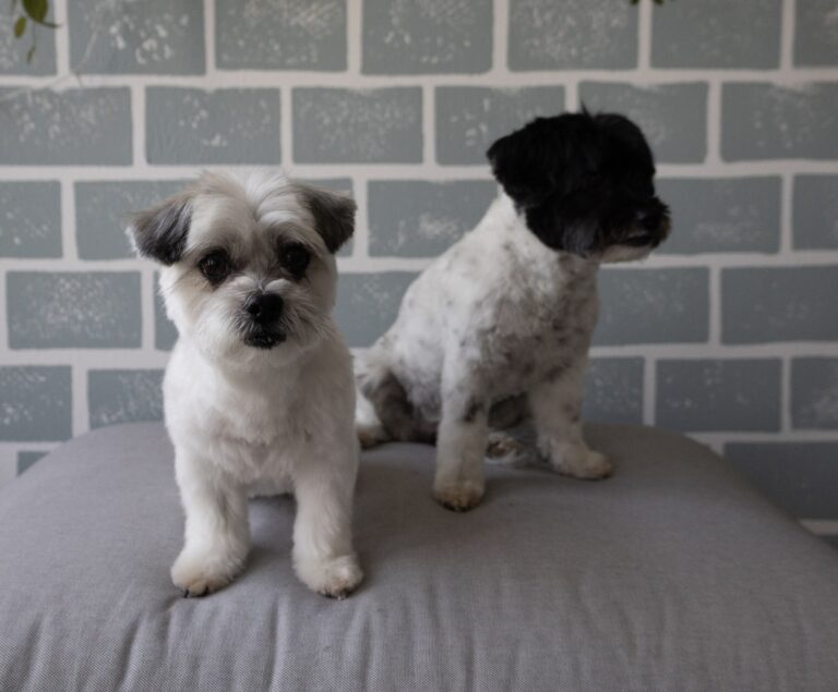 Foto von zwei Hunden der Hunderasse Malteser und Havaneser
