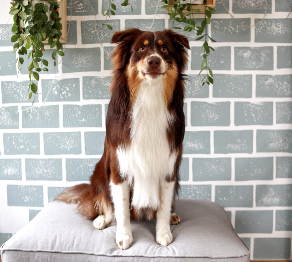 Foto eines Hundes der Rasse Australian Sheperd