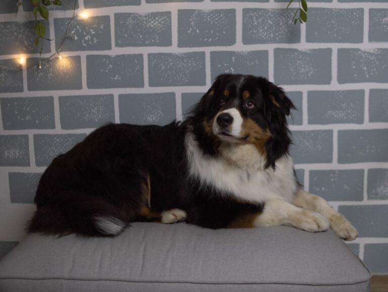 Foto eines Hundes der Australian Sheperd