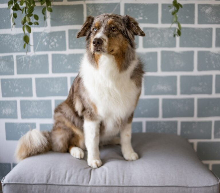 Foto eines Hundes der Rasse Australian Sheperd