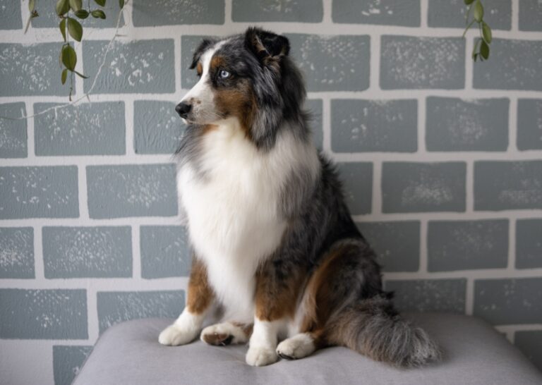 Foto eines Hundes der Rasse Australian Sheperd